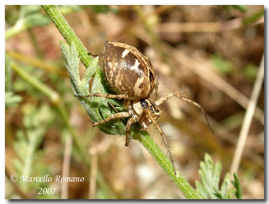 Una coppia (?) di Oxyopidae fotografati sulle Madonie